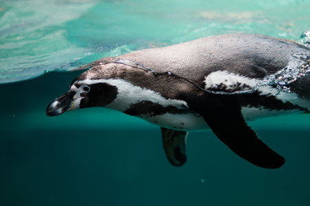 عکس پنگوئن در حال شنا زیر آب penguin swim ocean