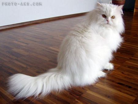 گربه ایرانی سفید persian cat white
