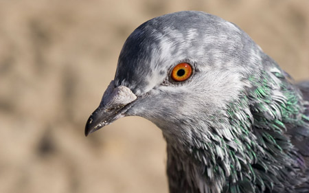 عکس سر کبوتر زیبا pigeon head bird