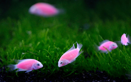 عکس ماهی های صورتی آکواریوم pink fish wallpaper