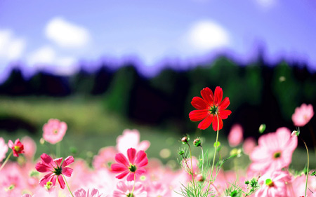 عکس منظره گلهای بهاری manzareh bahari