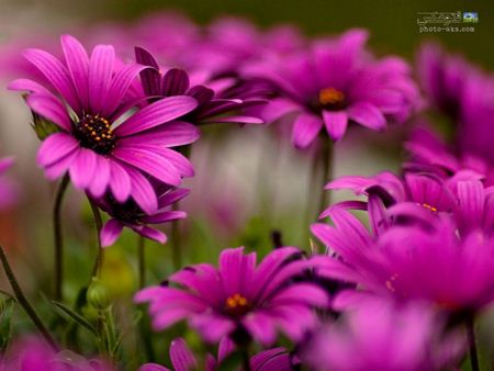 زیباترین گل های بنفش violet flowers wallpaper