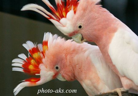 طوطی صورتی کاکل دار pink parrot