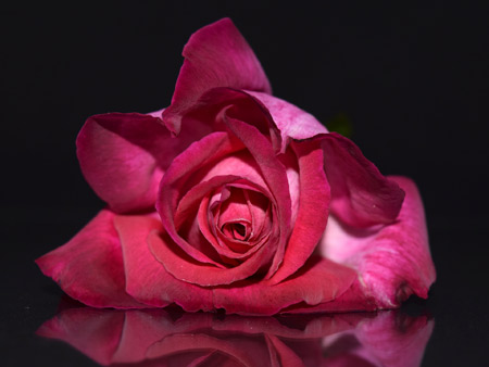 زیباترین عکس گل رز طبیعی pink rose beautiful flower