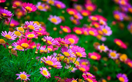 گلهای بهار صورتی در طبیعت pink flowers spring
