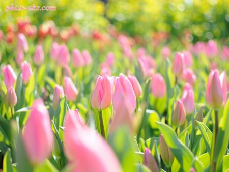 مزرعه گل لاله صورتی pink tulips