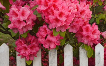 عکس گلهای صورتی زیبا pink flower image