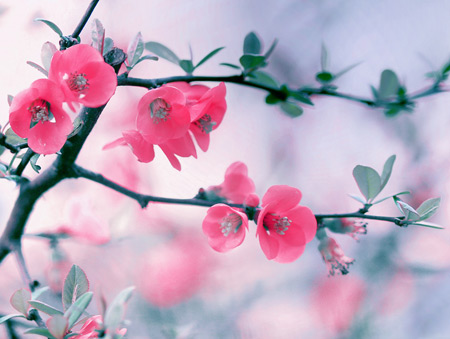 عکس شکوفه بهاری صورتی pink flowers blossom