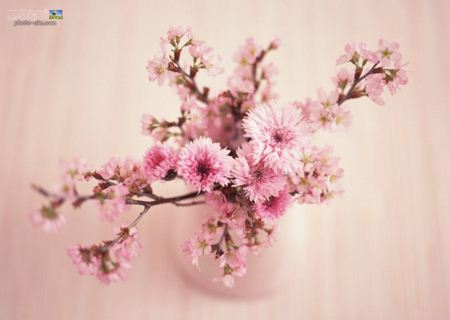 عکس دسته گل صورتی pink flower wallpaper