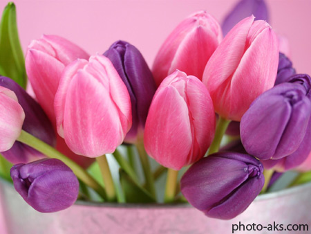 غنچه گل لاله بنفش و صورتی pink purple tulips