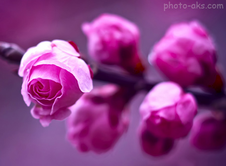 عکس شاخه گل رز صورتی pink rose branch