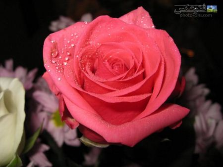 رز صورتی با قطرات شبنم pink roze flower