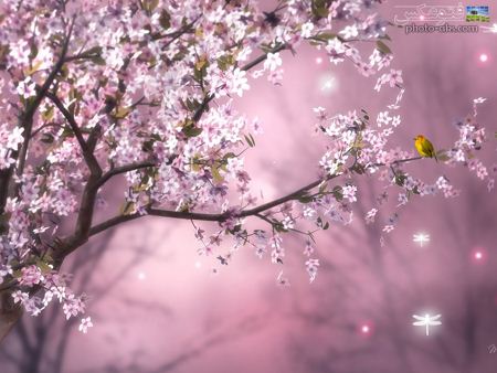 طبیعت گل های بهاری صورتی pink spring flowers