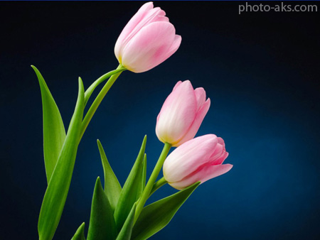 عکس شاخه گل لاله pink tulips branch