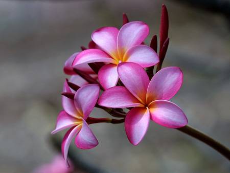 گل زیبای پلومریا یا فرانگی پانی plumeria pink flower