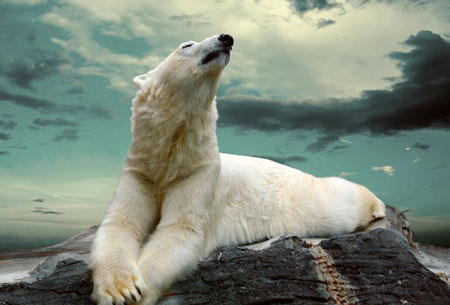 عکس خرس قطبی روی صخره polar bears rock