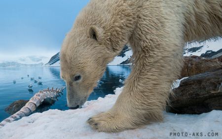 خرس قطبی polar bear