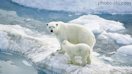 خرس قطبی روی یخ polar bear ice baby