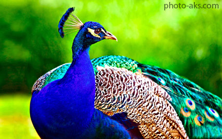 پوستر طاووس زیبا poster tavoos ziba
