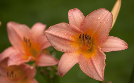 زیباترین عکس های گل سوسن صورتی pretty pink lilies flowers
