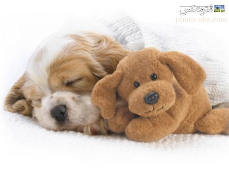عکس چرت زدن سگ و عروسک dog puppy teddy sleeping