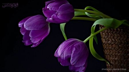 شاخه گل های لاله بنفش purple tulips flower