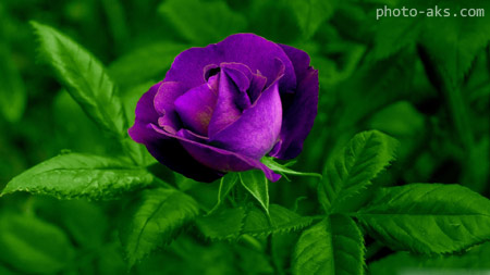 عکس گل رز ارغوانی purple rose flower