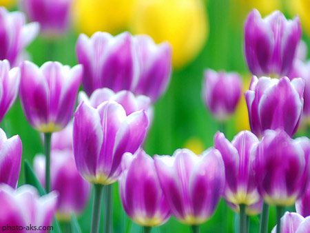 گل لاله بنفش purple tulips flower
