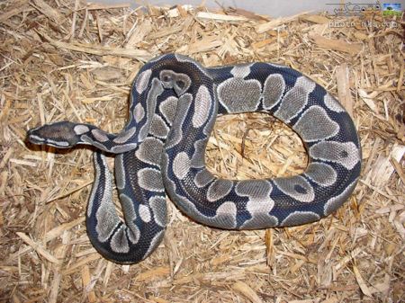 عکس مار پیتون بزرگ python snake photo