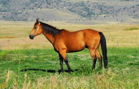 عکس اسب در دشت quarter horse land