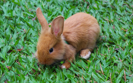 عکس خرگوش حنایی خوشگل کوچولو rabbit small grass