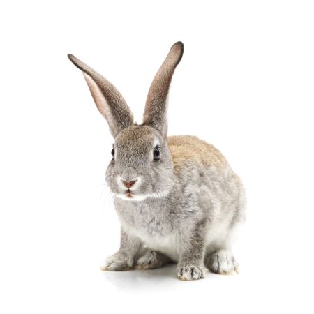 تصویر خرگوش با زمینه سفید rabbit white background