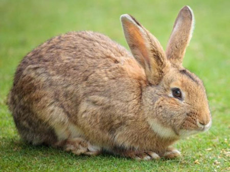 عکس خرگوش ها rabbit images