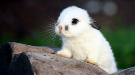خرگوش خال دار سفید spotted rabbit cute
