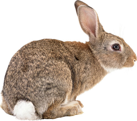 عکس خرگوش rabbit photo