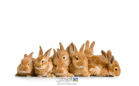 عکس دسته جمعی خرگوش ها rabbits wallpapers