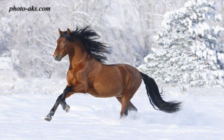 اسب کهر ترکمن red horse in snow