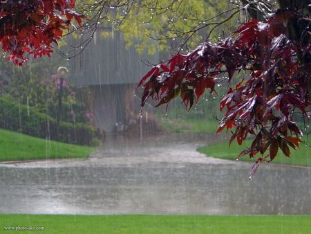 منظره بارانی برگ ها rain tree