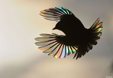عکس بالهای پرنده در پرواز rainbow wings bird