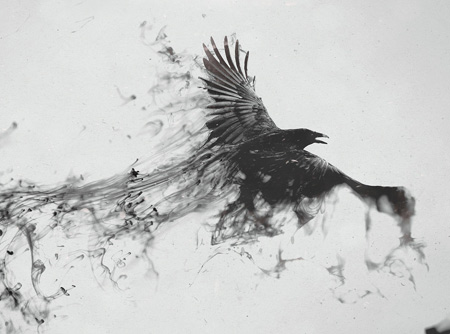 عکس انتزاعی پرواز کلاغ سیاه دودی raven bird flying smoke