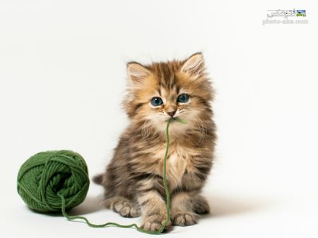 عکس گربه چشم آبی و پشم آلو funny kitty cat