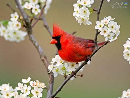 عکس پرنده قرمز زیبا red bird wallpaper