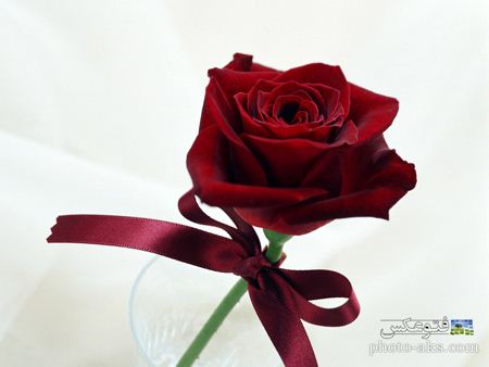 گل رز با روبان قرمز red rose wallpaper