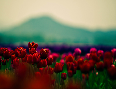 عکس دشت پر از گلهای لاله قرمز red buds tulips flowers