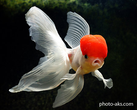 عروس ماهی red cap goldenfish