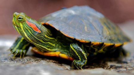 عکس لاک پشت گوش قرمز red eared turtles