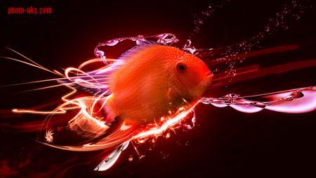 والپیپر جالب ماهی قرمز red fish wallpaper