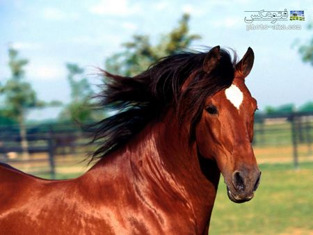 عکس اسب قرمز red horse