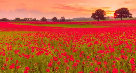 دشت گلهای شقایق قرمز poppy field nature