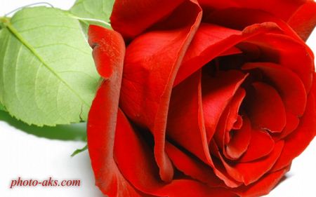 زیباترین گل رز red rose flower